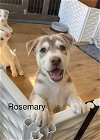 adoptable Dog in cave creek, AZ named Rosemary