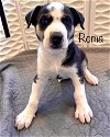 adoptable Dog in cave creek, AZ named Roma