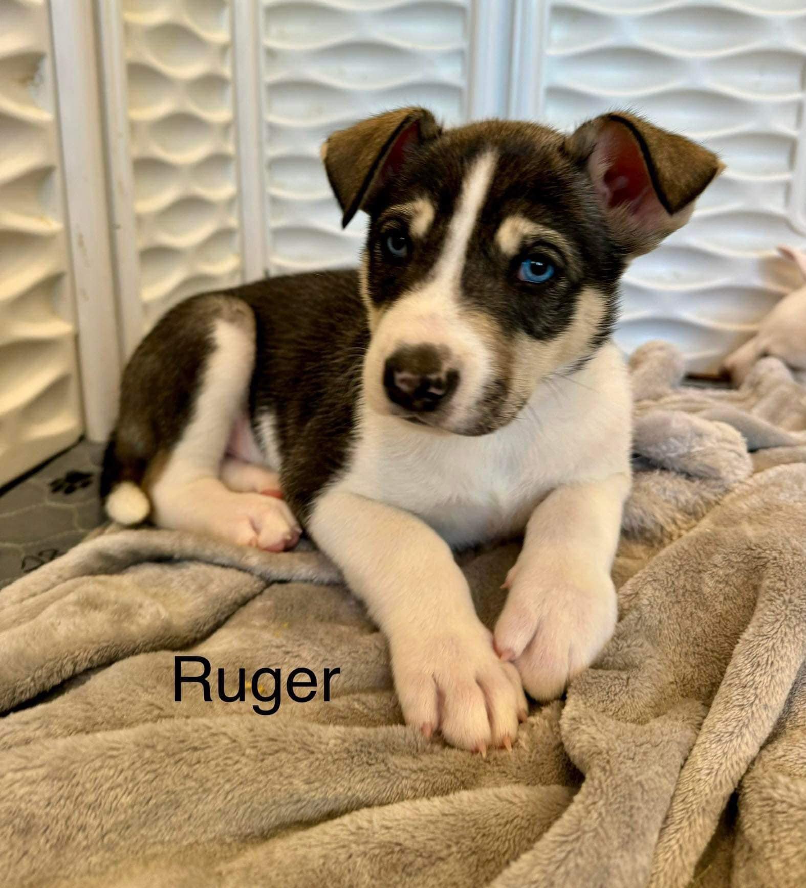 adoptable Dog in Cave Creek, AZ named Ruger