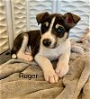 adoptable Dog in cave creek, AZ named Ruger