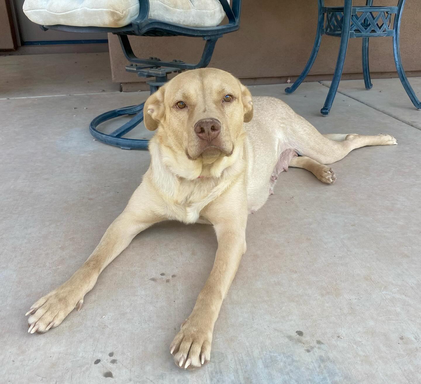 Dog adoption in Cave Creek, AZ 85331: Labrador Retriever / Golden ...