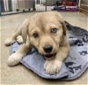 adoptable Dog in , AZ named Harmony