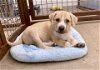 adoptable Dog in , AZ named Huckleberry