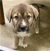 adoptable Dog in , AZ named Heath