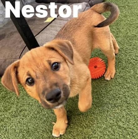 Dog for Adoption - Nestor, a Australian Shepherd in Spring Valley, AZ ...