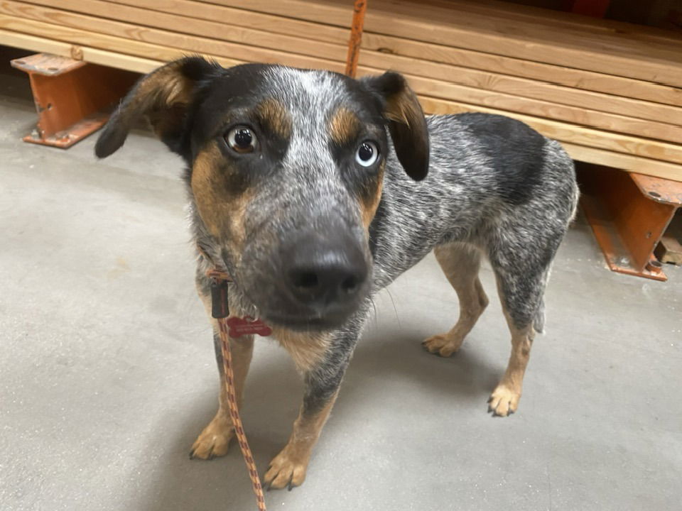 adoptable Dog in Cave Creek, AZ named Eloise