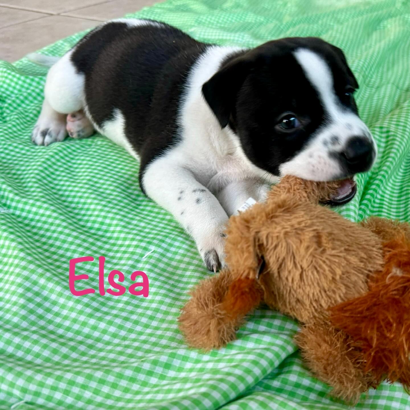 adoptable Dog in Cave Creek, AZ named Elsa