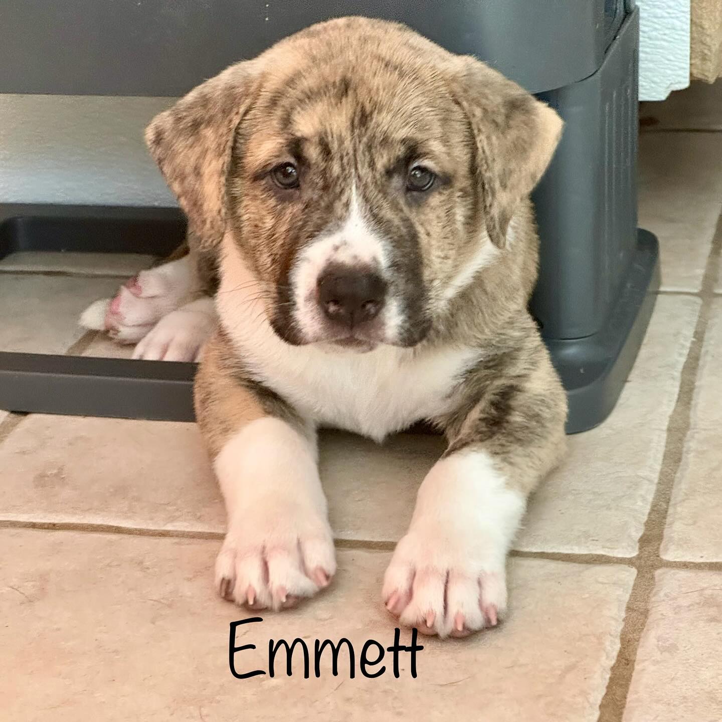 adoptable Dog in Cave Creek, AZ named Emmett 2