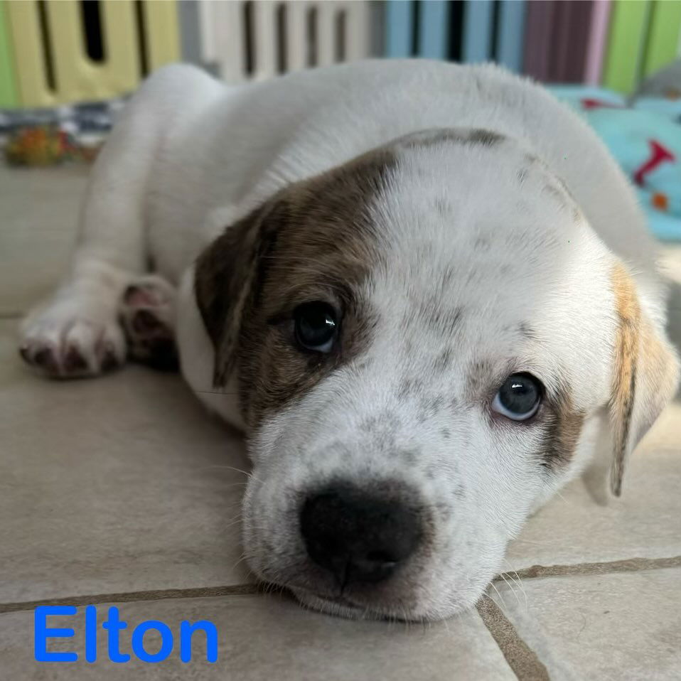 adoptable Dog in Cave Creek, AZ named Elton