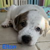 adoptable Dog in  named Elton