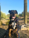 adoptable Dog in , AZ named Rosie