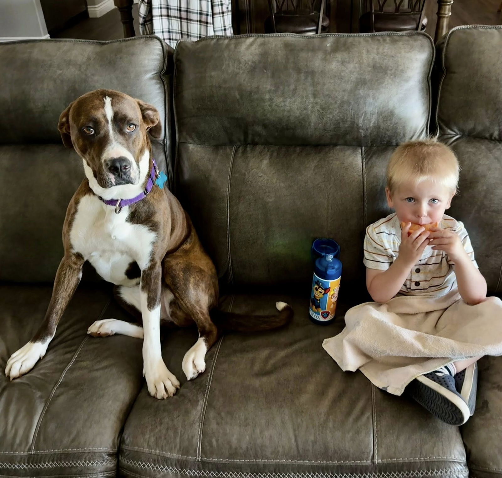 adoptable Dog in Cave Creek, AZ named Clarice