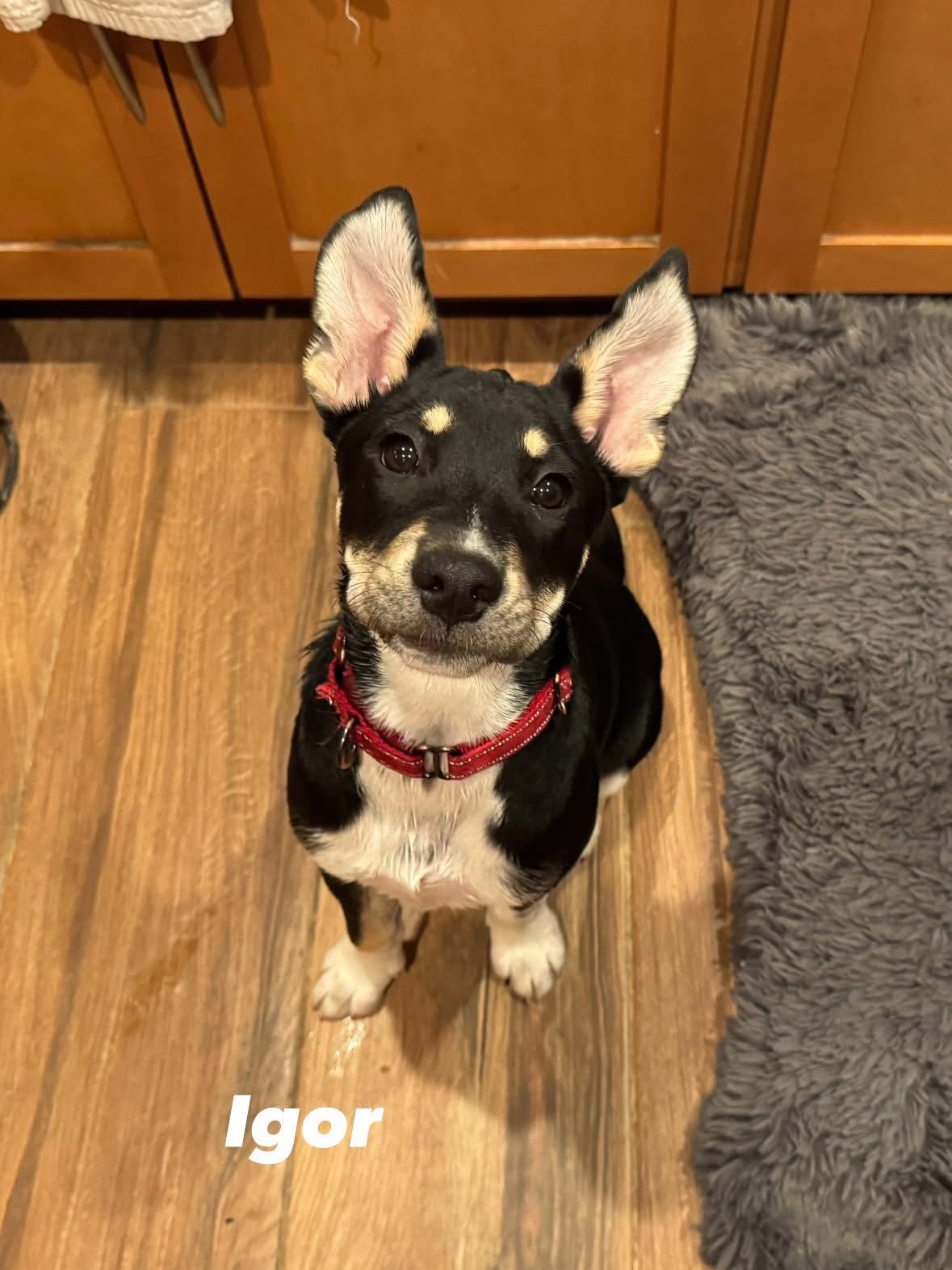 adoptable Dog in Cave Creek, AZ named Igor