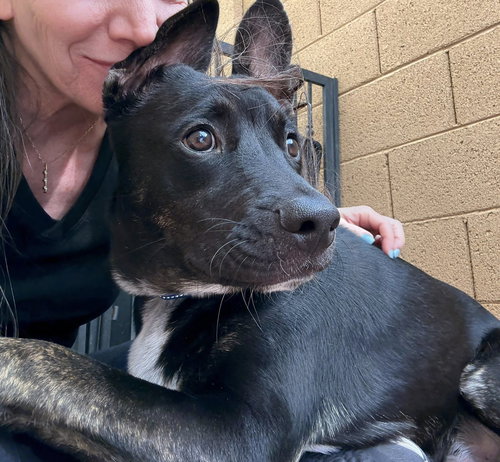 DONNIE - Australian Kelpie / Australian Cattle Dog/Blue Heeler available for adoption