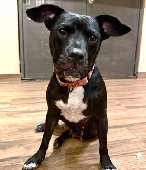 Raven Leigh, an adoptable Staffordshire Bull Terrier in Cave Creek, AZ