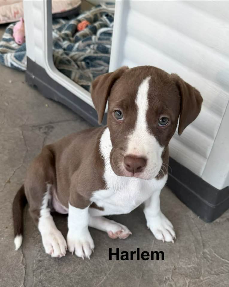 Harlem