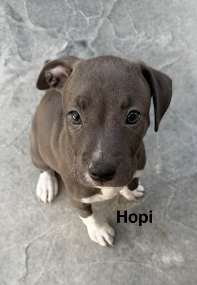 Hopi