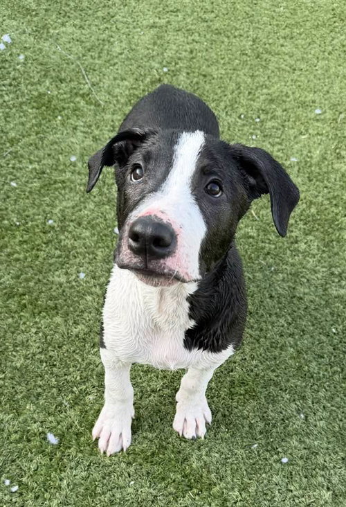 Harvey, an adoptable American Pit Bull Terrier in Cave Creek, AZ