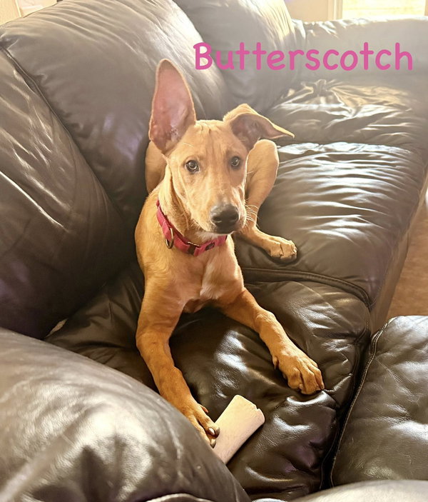 Butterscotch
