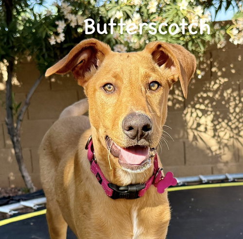 Butterscotch, an adoptable Pharaoh Hound in Cave Creek, AZ