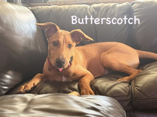 Butterscotch, an adoptable Pharaoh Hound in Cave Creek, AZ