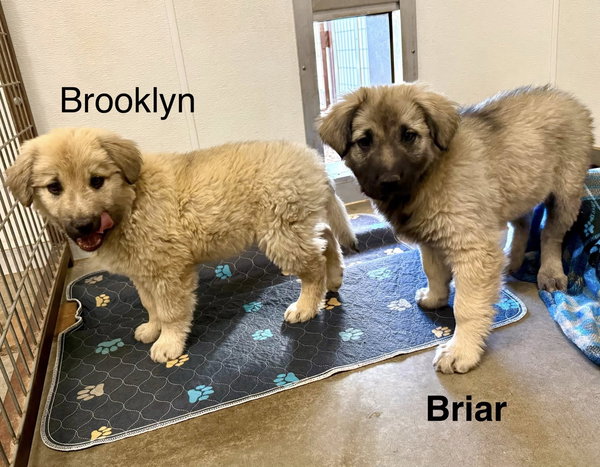 Brooklyn