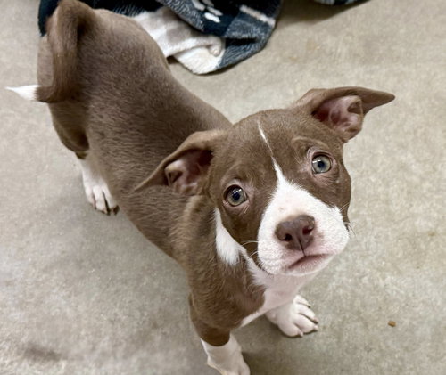 Leilani, an adoptable Staffordshire Bull Terrier in Cave Creek, AZ