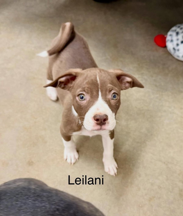 Leilani
