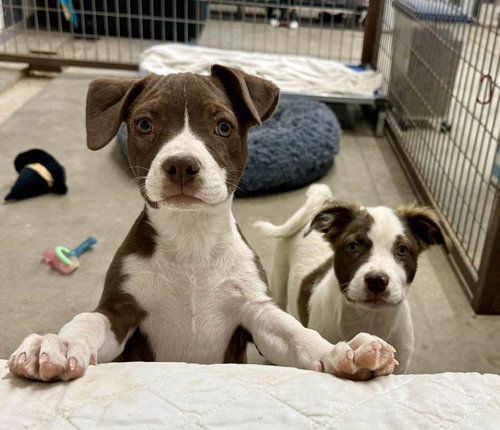 Leilani, an adoptable Staffordshire Bull Terrier in Cave Creek, AZ