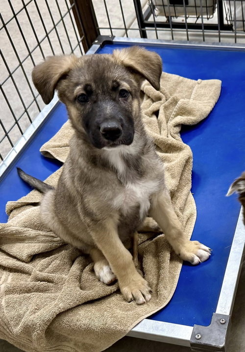 Letty, an adoptable Shepherd in Cave Creek, AZ