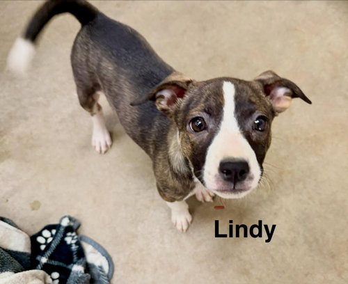 Lindy, an adoptable Staffordshire Bull Terrier in Cave Creek, AZ