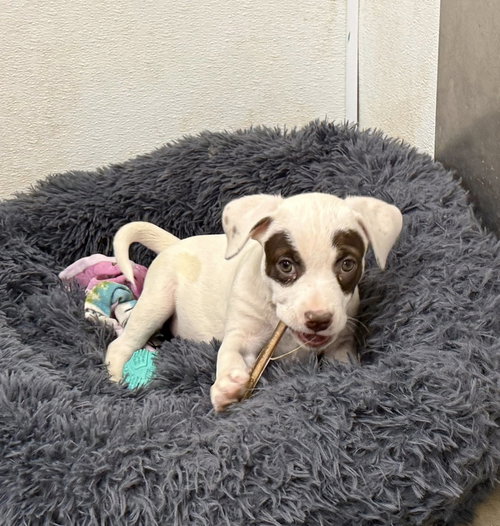 Lex, an adoptable Staffordshire Bull Terrier in Cave Creek, AZ