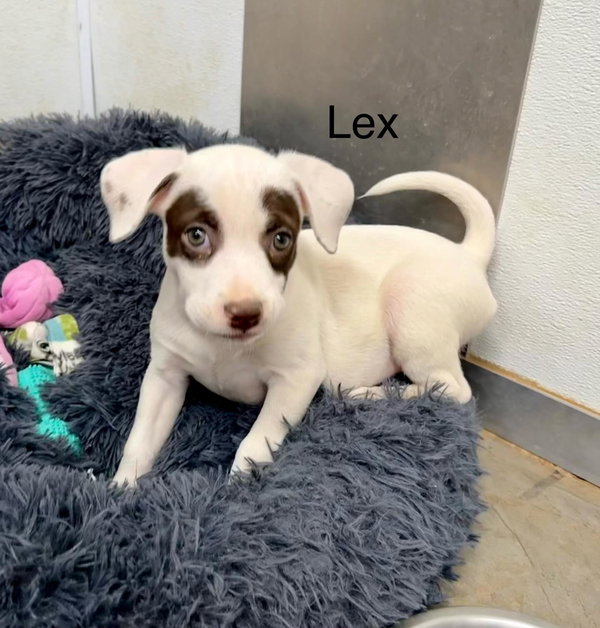 Lex