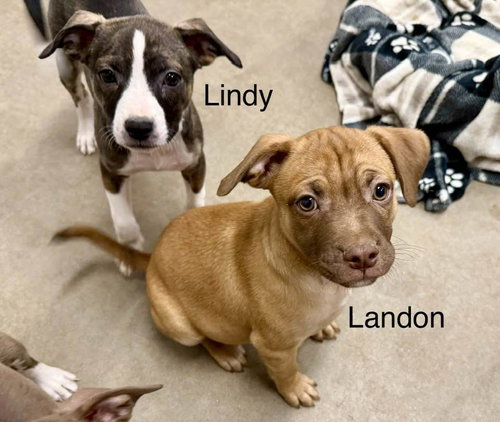 Landon, an adoptable Staffordshire Bull Terrier in Cave Creek, AZ