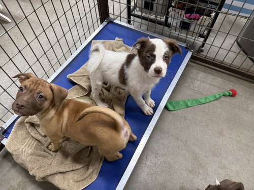Lonny, an adoptable Australian Shepherd in Cave Creek, AZ