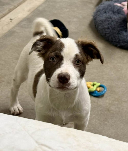 Lonny, an adoptable Australian Shepherd in Cave Creek, AZ