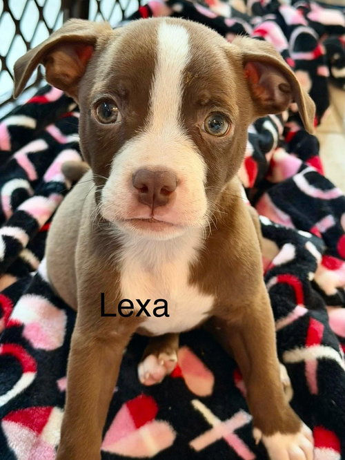 Lexapro, an adoptable Staffordshire Bull Terrier in Cave Creek, AZ