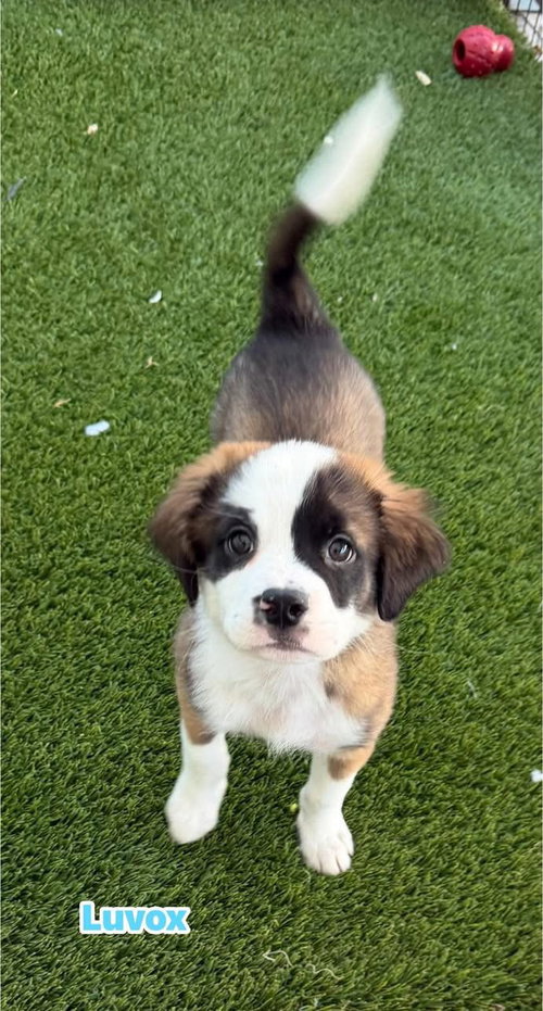 Luvox, an adoptable Australian Shepherd in Cave Creek, AZ