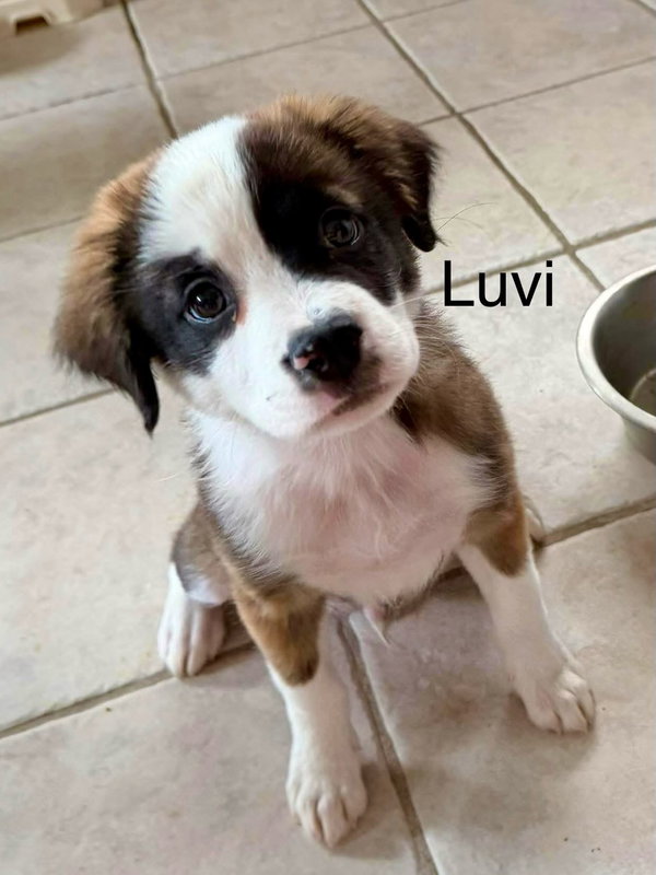 Luvox