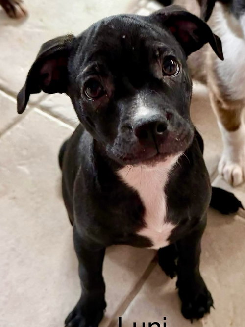 Lunesta, an adoptable Staffordshire Bull Terrier in Cave Creek, AZ