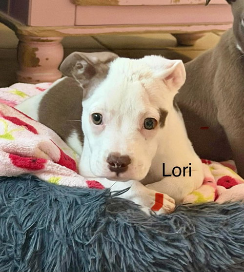 Lorazapam, an adoptable Staffordshire Bull Terrier in Cave Creek, AZ