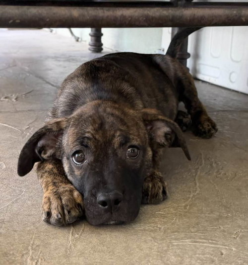 Lamictal, an adoptable Boxer in Cave Creek, AZ