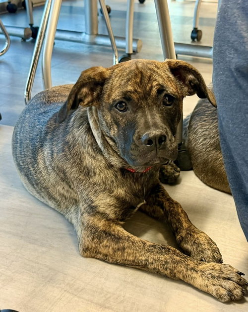 Lamictal, an adoptable Boxer in Cave Creek, AZ