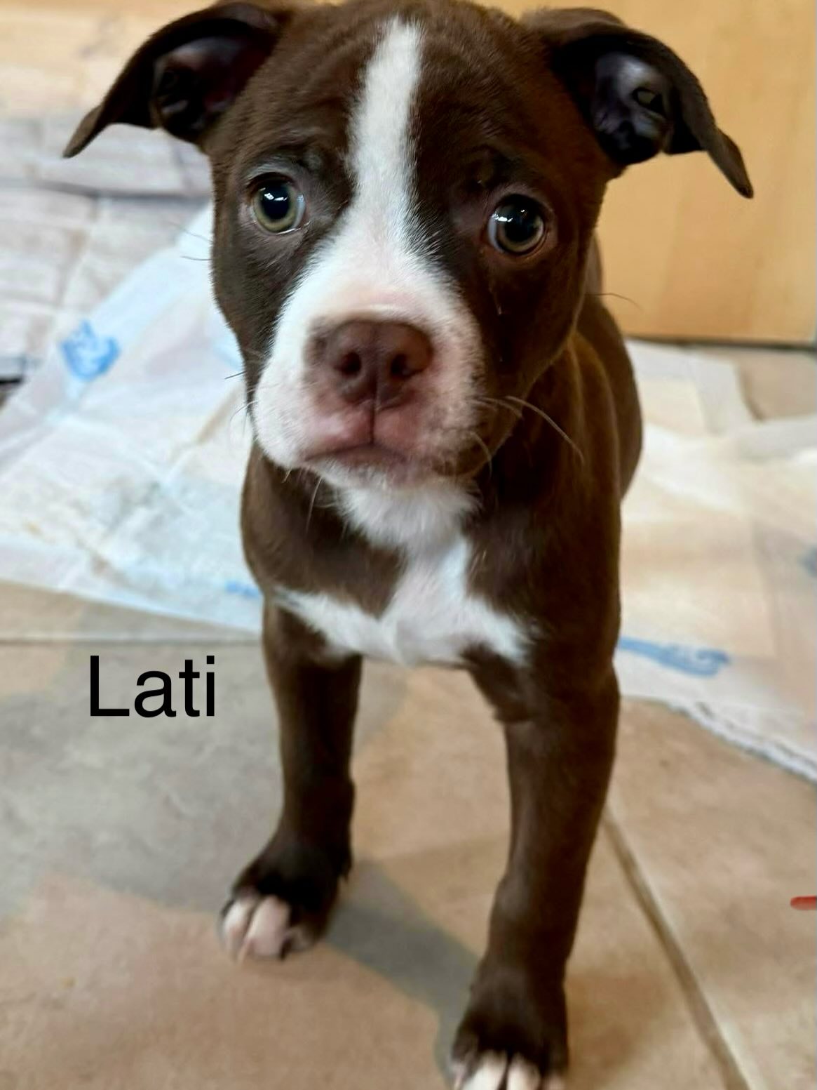 Latuda