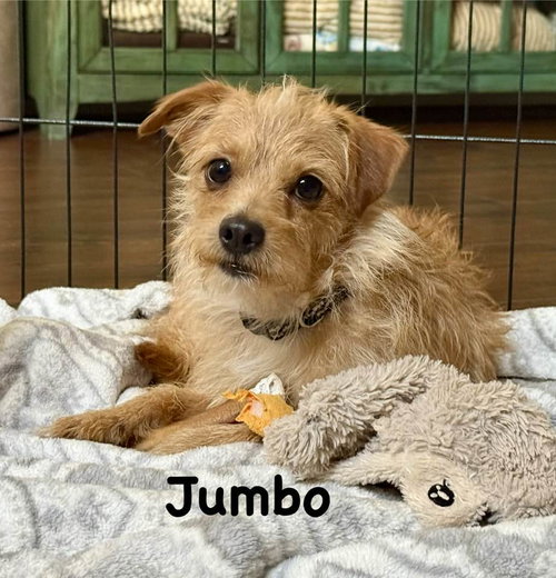 Jumbo, an adoptable Norfolk Terrier in Cave Creek, AZ