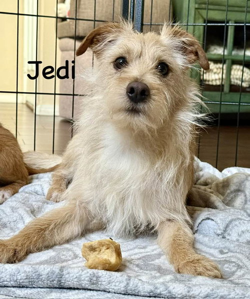 Jedi, an adoptable Norfolk Terrier in Cave Creek, AZ