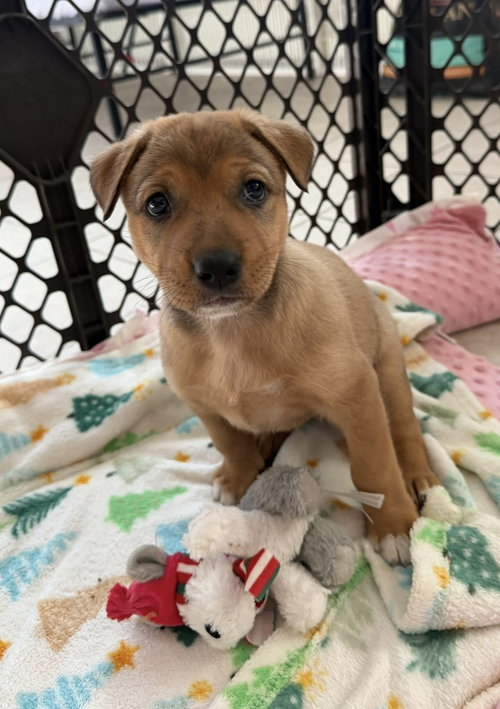 Cayenne, an adoptable Patterdale Terrier in Cave Creek, AZ