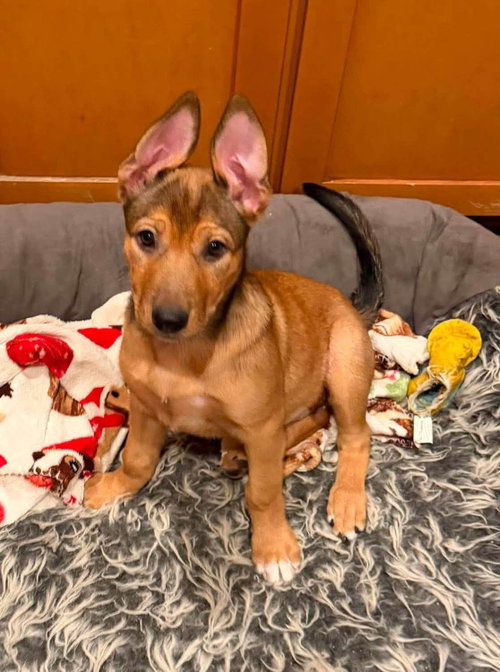 Cayenne, an adoptable Patterdale Terrier in Cave Creek, AZ