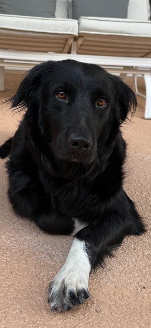 Persimmon, an adoptable Flat-coated Retriever in Cave Creek, AZ