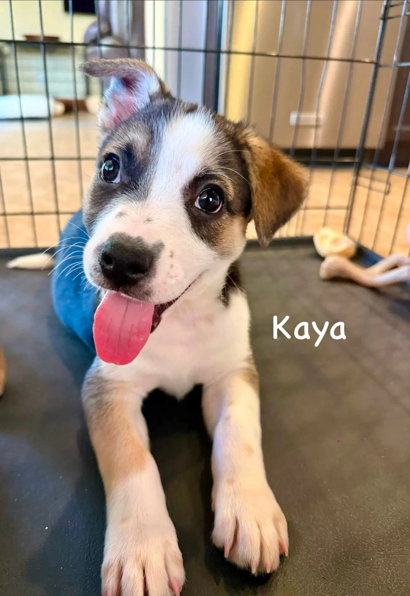 Kaya image 2